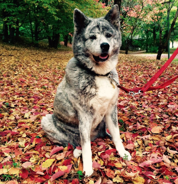我が家の秋田犬