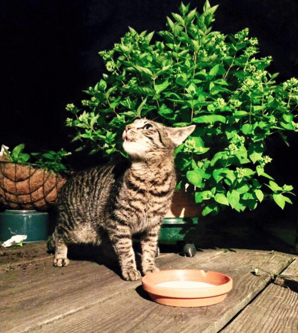 夏の間、ひょっこり訪ねてきていた猫。