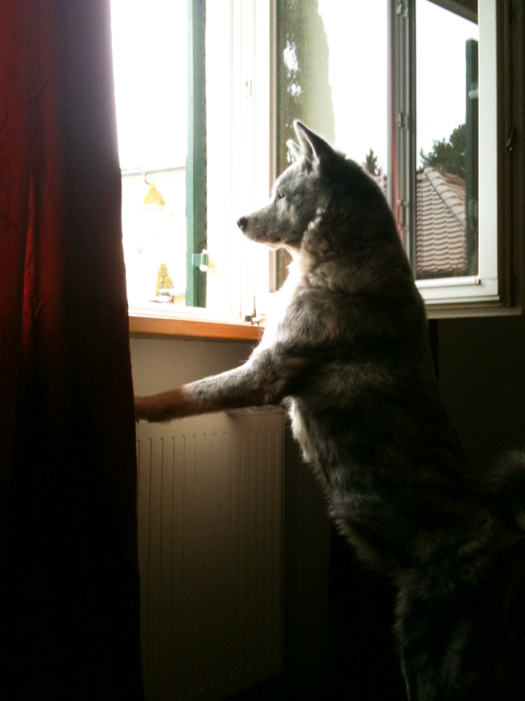 外を眺める我が家の秋田犬。典型的な都会に住む犬だ。