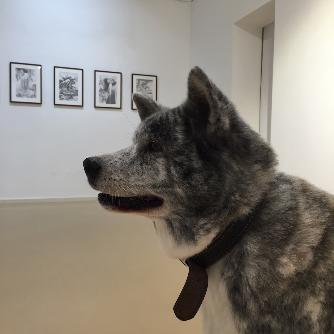 我が家の秋田犬