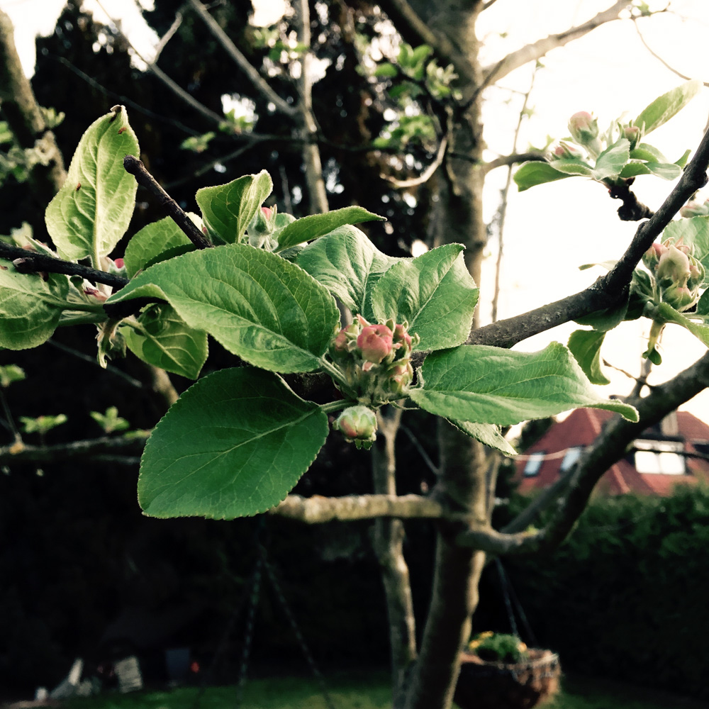 我が家のリンゴの花の蕾が膨らんだ。