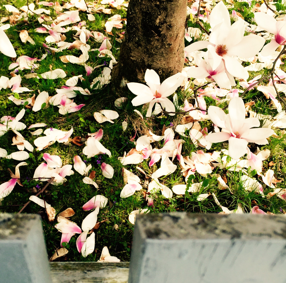 モクレンは大きな花をつける。散ると、その花びらは桜の花びらとは大違い。何となく、グロテスクに私は感じてしまう。。。