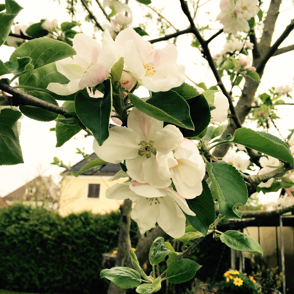 リンゴの花は本当に愛らしい。こんな清楚な女性に。。。というのは到底無理。